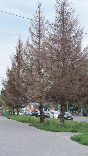 😢😢😢 Елки на Окском проспекте спилили  🌲 Летом мы уже писали о голубых елях на Окском проспекте в Коломне...