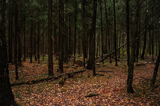 Кучинский лесопарк 
📸Вячеслав..