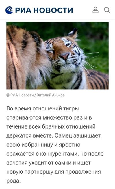 [id7420045|Тигруля] зовёт всех купаться😏💦💦💦 
Настроение - вечное лето! 😻🐯🥳 
У Тигрули сработал инстинкт..