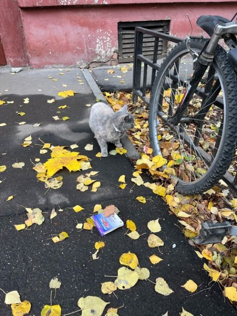 Здравствуйте 🤝 в Леонидовке во дворе ул Попова 19 бегает кошка , видно что потеряшка , очень боится улицы ! С..