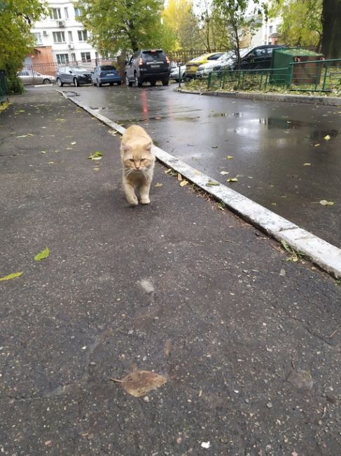 В районе улицы Октябрьской на третьей Балашихе был найден очень ласковый, пушистый кот. Животное сейчас..