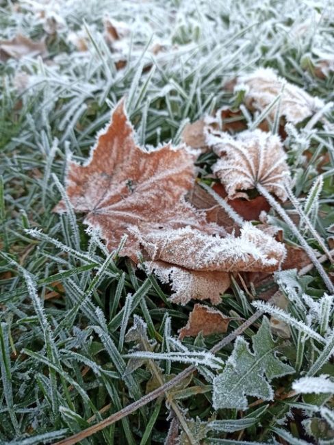 🦟❄ В Министерстве экологии Московской области жителей предупреждают о появлении зимних комаров. Эти..