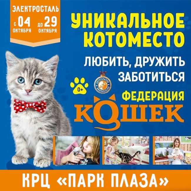 😽 ЭЛЕКТРОСТАЛЬ, встречай! Уникальное КОТОместо «ФЕДЕРАЦИЯ КОШЕК»! Приглашаем в объятия тёплых лапок..