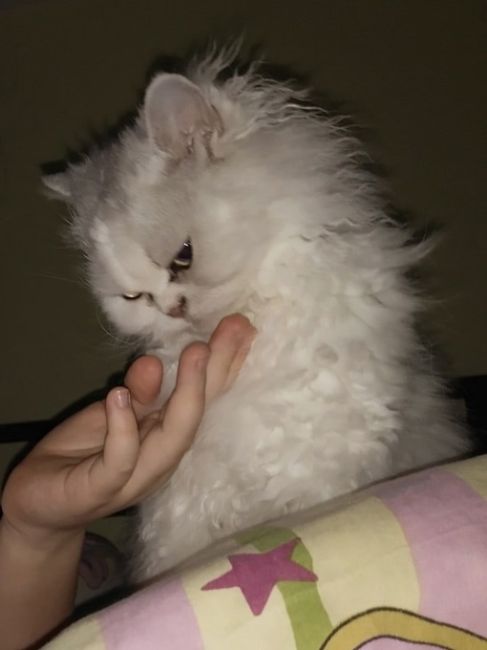 Очень срочно кошечка Селкирк -рекс, 6 лет, породистая, ласковая,любит внимание,неприхотливая
вес до 2 кг, не..