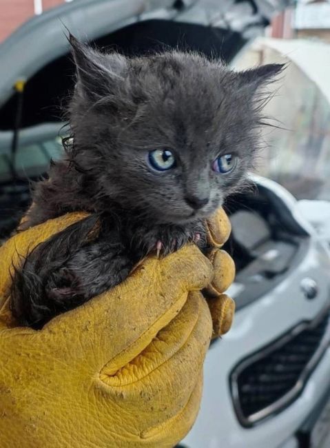 🥺 В Подмосковье под капот машины забрались два маленьких котенка. Котят обнаружил мужчина, который хотел..