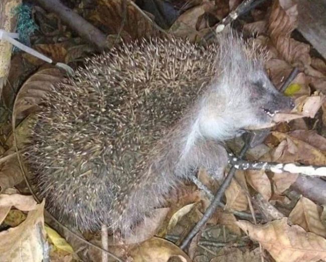 Если вы нашли «мертвого» 🦔 ежа в холодные месяцы, не хороните его, не выбрасывайте в мусорку... 🚮  Ежи..