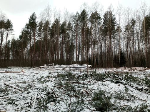 В Раменском районе местные жители пытаются спасти лес от чёрных лесорубов-кочевников. Они были выгнаны с..