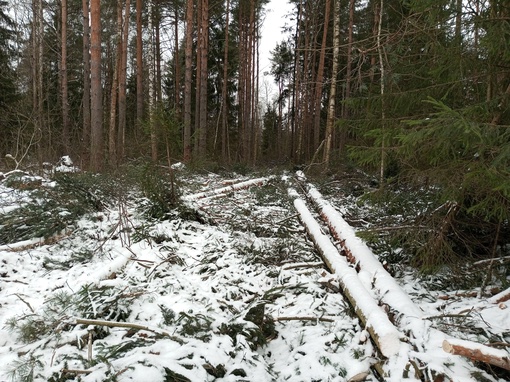 В Раменском районе местные жители пытаются спасти лес от чёрных лесорубов-кочевников. Они были выгнаны с..