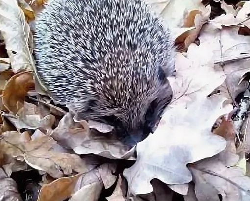 Если вы нашли «мертвого» 🦔 ежа в холодные месяцы, не хороните его, не выбрасывайте в мусорку... 🚮 
Ежи..