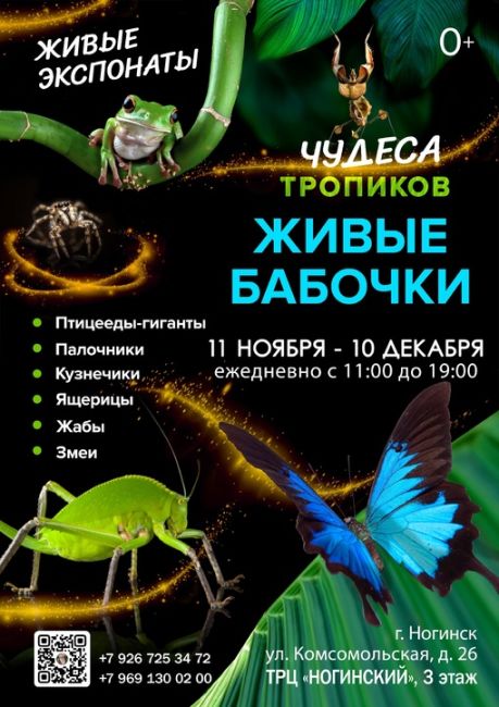 🦋 ВЫСТАВКА ЖИВЫХ БАБОЧЕК 
приглашает жителей и гостей г. Ногинск!  У нас можно:  - 🦋 пообщаться с живыми..