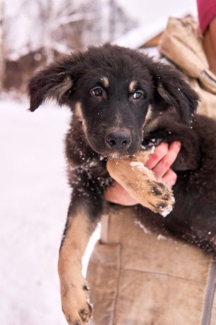 🆘🆘🆘🚨🚨🚨🚨люди !! Помогите пожалуйста 🙏 !!!
😞Щенки снова идут на улицу 🚨🚨🚨🆘🆘🆘в Раменском районе !..