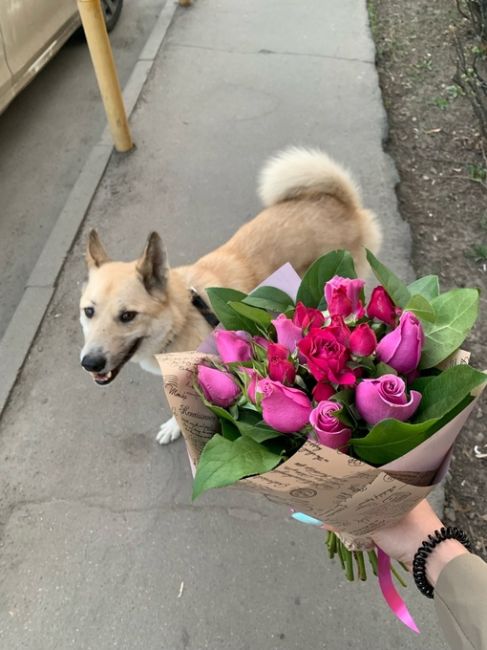 Пропала собака!Мытищи , станция Строитель. 
Собака - кобель, светло рыжего окраса, дружелюбный и к людям и к..