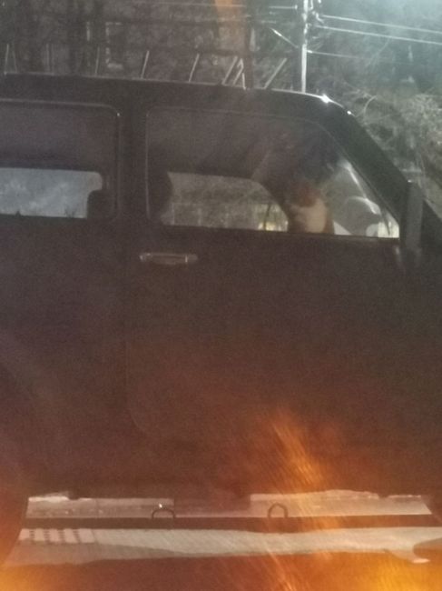 Вчера от Авиатора увели ниву на эвакуаторе. 
Внутри машины кошка рыжая 🐈 
#Раменское #ramenskoe..