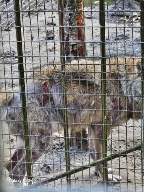 На зообазе "Мечта" в с. Мамонтово творится какой-то ужас 😰  Посетители зообазы пишут, что животные содержатся..