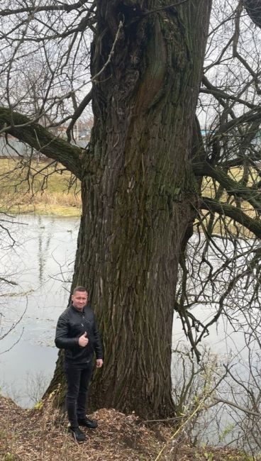 🌳В Пушкинском появится свой памятник живой природы – дерево Ива. Установлен срок обследования🌳  Уф,..