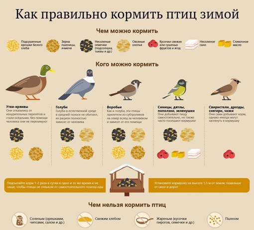 На заметку в преддверии выходных и морозов🦆  Птицы, оставшиеся зимовать на пруду, например, в парке, на самом..