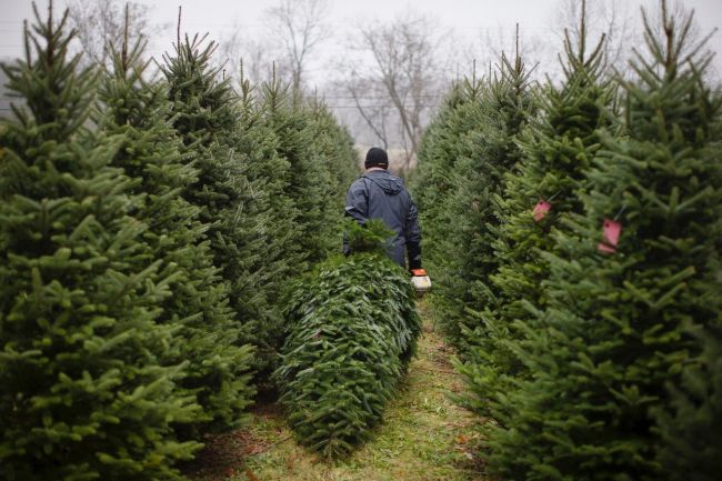 🌲 По данным СМИ, живые ёлки на Новый год подорожали на 30–40%.  Маленькое дерево в этом году будет стоить около..