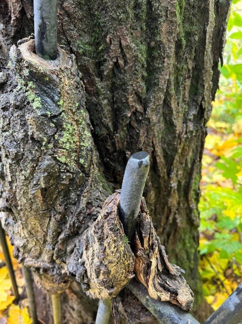 🌳На улице Богомолова возле Психдиспансера древнее дерево поглотило..