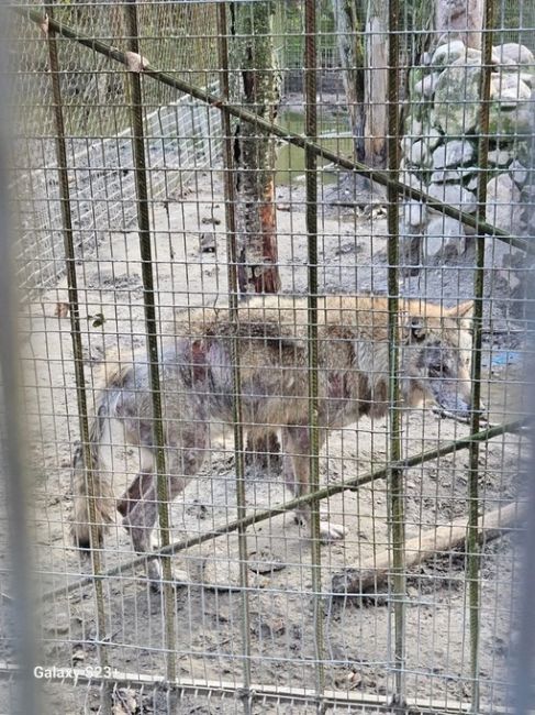 На зообазе "Мечта" в с. Мамонтово творится какой-то ужас 😰  Посетители зообазы пишут, что животные содержатся..