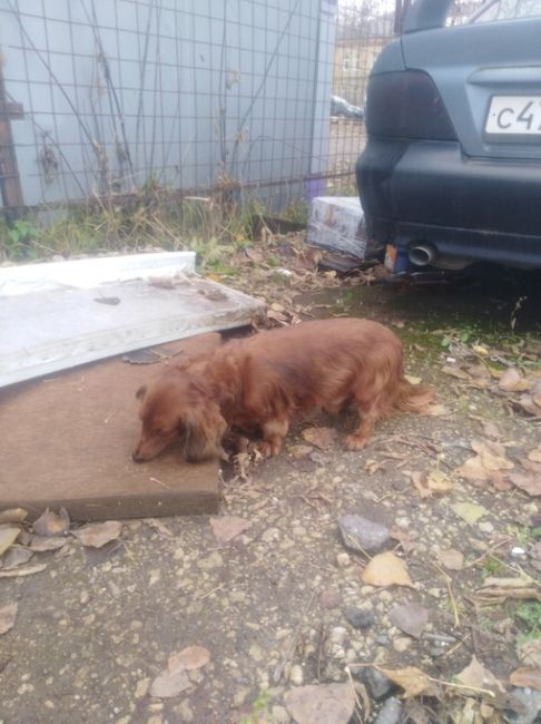 В районе дома номер семь, по улице Мира где соц защита  бегает этот кобелек, ошейника нет, может кто узнает..