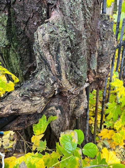 🌳На улице Богомолова возле Психдиспансера древнее дерево поглотило..