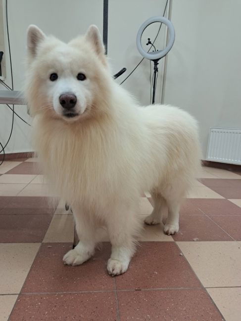 https://vk.com/irinka.groomer
Приглашаем посетить Зоостудию-школу Ирины Рыбкиной по новому адресу:
г. #Раменское, Северное..