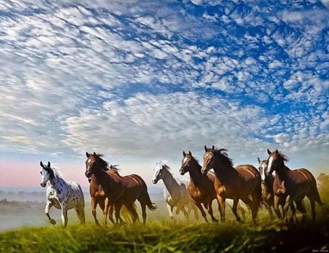 Дело о краже восьми лошадей в Подмосковье будет рассмотрено судом  Женщине, проживающей в городском округе..