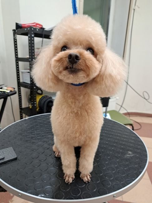 https://vk.com/irinka.groomer
Приглашаем посетить Зоостудию-школу Ирины Рыбкиной по новому адресу:
г. #Раменское, Северное..