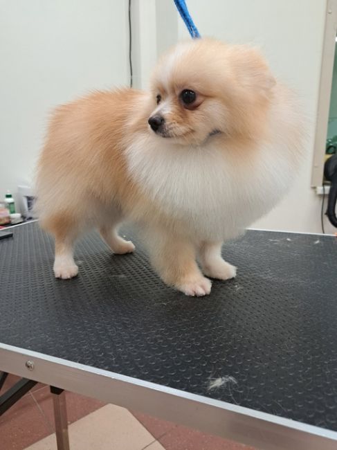 https://vk.com/irinka.groomer
Приглашаем посетить Зоостудию-школу Ирины Рыбкиной по новому адресу:
г. #Раменское, Северное..