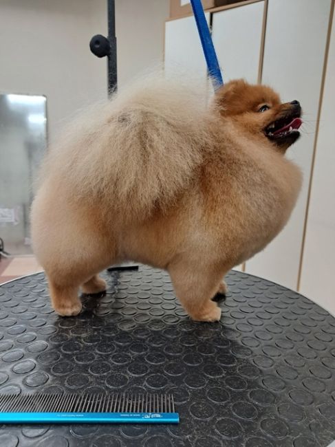 https://vk.com/irinka.groomer
Приглашаем посетить Зоостудию-школу Ирины Рыбкиной по новому адресу:
г. #Раменское, Северное..