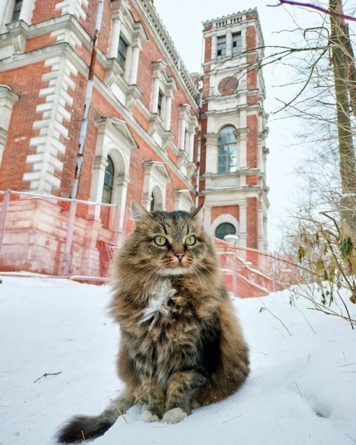 Усадебный кот сторожила 
Фото: [id1300841|@e.ivanov]
Село..