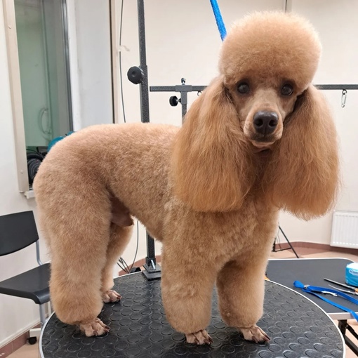 https://vk.com/irinka.groomer
Приглашаем посетить Зоостудию-школу Ирины Рыбкиной по новому адресу:
г. #Раменское, Северное..