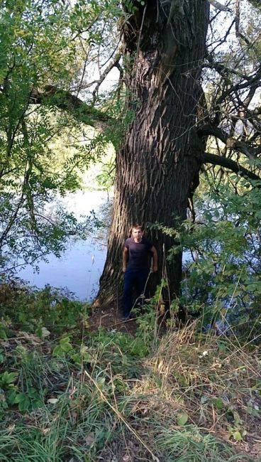 🌳В Пушкинском появится свой памятник живой природы – дерево Ива. Установлен срок обследования🌳  Уф,..