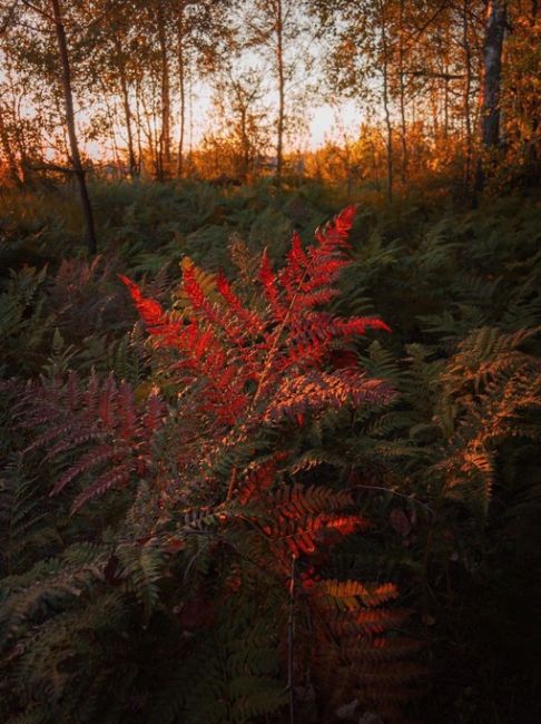 Приятных всем снов ❤  📸: Настя Хомастя, Ногинский район,..