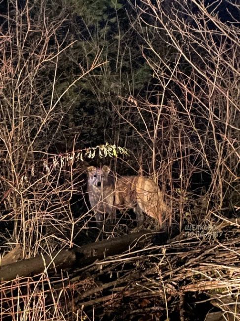 В Щелково спасли собаку из заброшенного погреба🐕  Ребята 10 и 12 лет во время прогулки услышали со стороны..