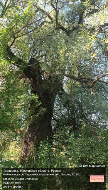 🌳В Пушкинском появится свой памятник живой природы – дерево Ива. Установлен срок обследования🌳  Уф,..