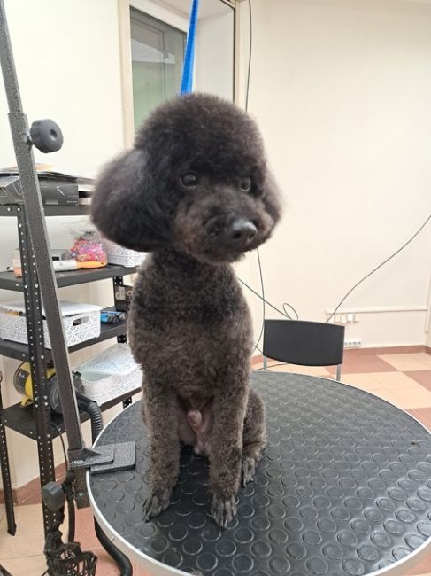 https://vk.com/irinka.groomer
Приглашаем посетить Зоостудию-школу Ирины Рыбкиной по новому адресу:
г. #Раменское, Северное..