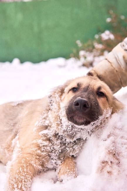 🆘🆘🆘🚨🚨🚨🚨люди !! Помогите пожалуйста 🙏 !!!
😞Щенки снова идут на улицу 🚨🚨🚨🆘🆘🆘в Раменском районе !..