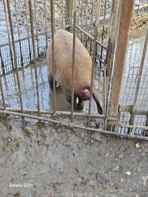 На зообазе "Мечта" в с. Мамонтово творится какой-то ужас 😰  Посетители зообазы пишут, что животные содержатся..