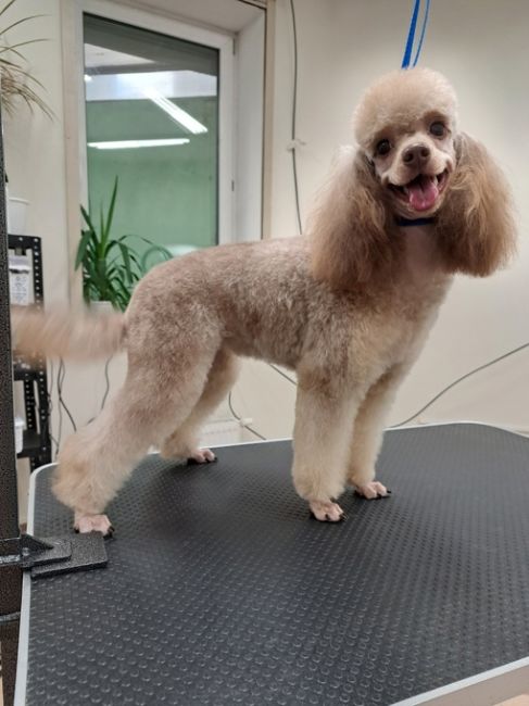 https://vk.com/irinka.groomer
Приглашаем посетить Зоостудию-школу Ирины Рыбкиной по новому адресу:
г. #Раменское, Северное..