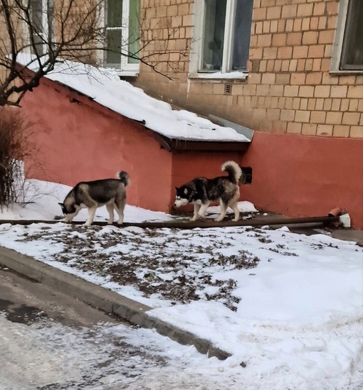В районе островка ( станция Водники) бегает 2 хаски, хозяин найдись..