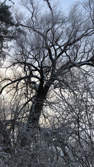 🌳В Пушкинском появится свой памятник живой природы – дерево Ива. Установлен срок обследования🌳  Уф,..