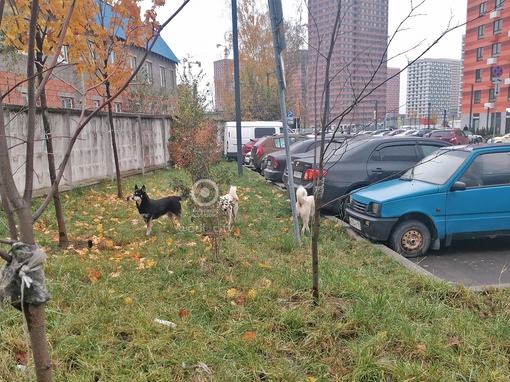 Бродячие собаки в Одинцово-1 пугают местных жителей 😥  Об этом рассказала подписчица "Типичное..