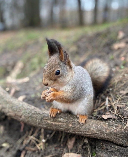 Доброе утречко! 🐿
Белочки в парке уже сменили шубки на зимние.
#Раменское  Фото:..