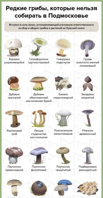 🍄 Редкие грибы лесов Подмосковья, которые нельзя собирать.  В силу вступил закон, устанавливающий уголовную..