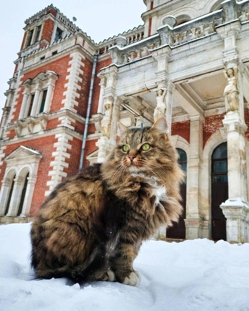 Усадебный кот сторожила 
Фото: [id1300841|@e.ivanov]
Село..