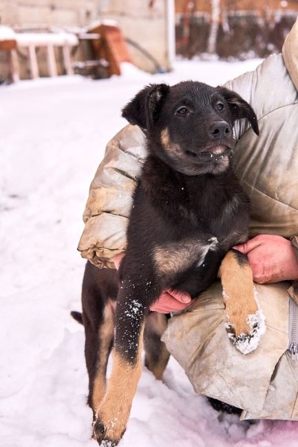 🆘🆘🆘🚨🚨🚨🚨люди !! Помогите пожалуйста 🙏 !!!
😞Щенки снова идут на улицу 🚨🚨🚨🆘🆘🆘в Раменском районе !..