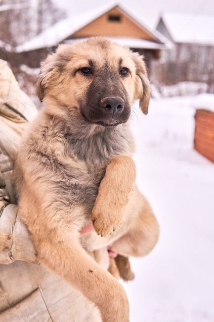 🆘🆘🆘🚨🚨🚨🚨люди !! Помогите пожалуйста 🙏 !!!
😞Щенки снова идут на улицу 🚨🚨🚨🆘🆘🆘в Раменском районе !..