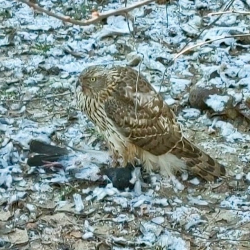 ПОТЕРЯННЫЙ ХИЩНИК 🦅 
Сидел ужинал в мкр.Заря у магнита, людей особо не..