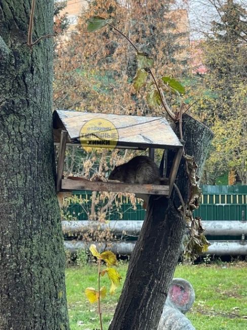 Тот момент, когда насыпаешь зерно в кормушку, думая, что подкармливаешь птиц, а на..